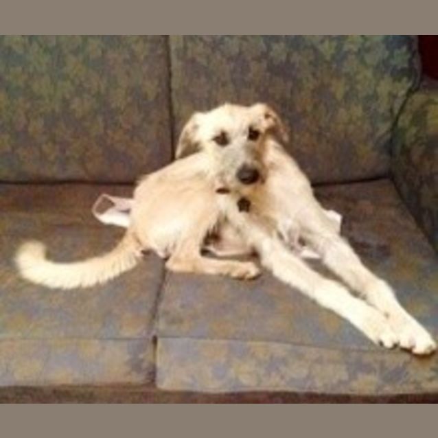 Photo of Beautiful Woody  Male Staghound X 