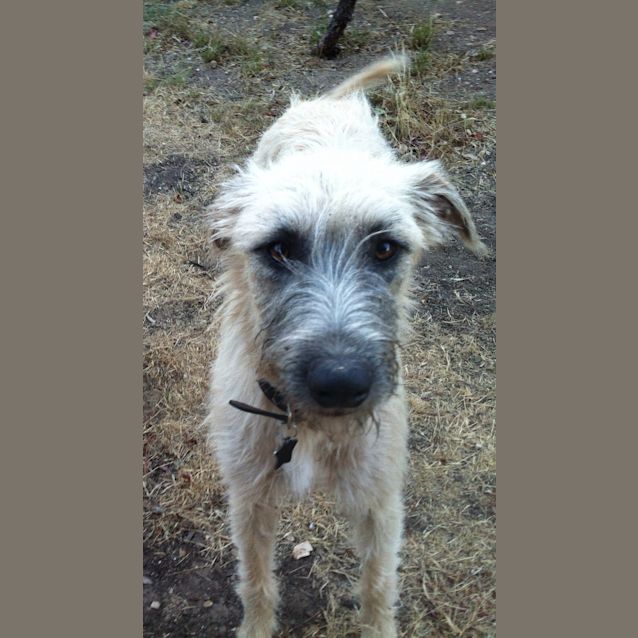 Photo of Beautiful Woody  Male Staghound X 