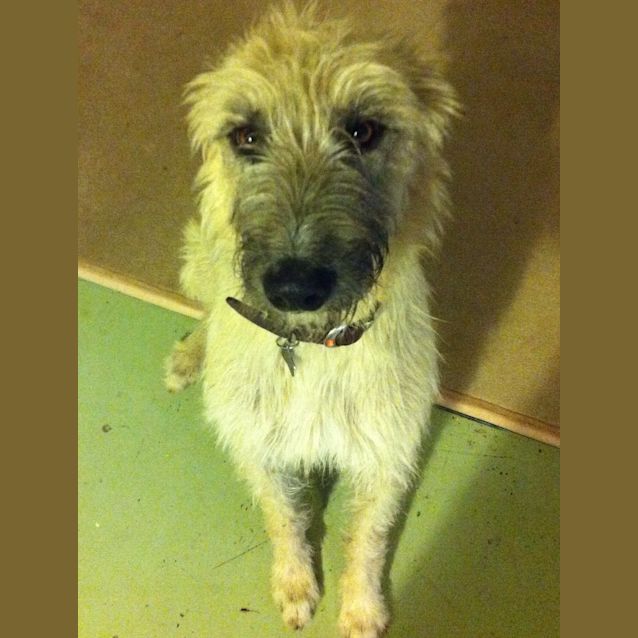 Photo of Beautiful Woody  Male Staghound X 