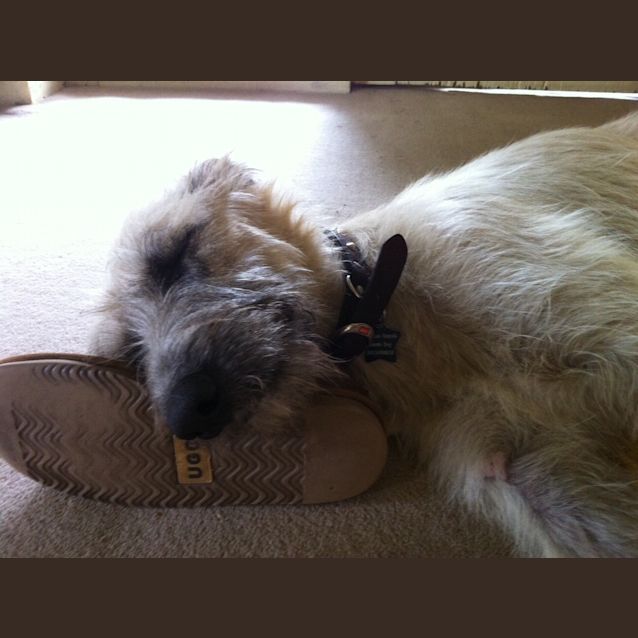 Photo of Beautiful Woody  Male Staghound X 