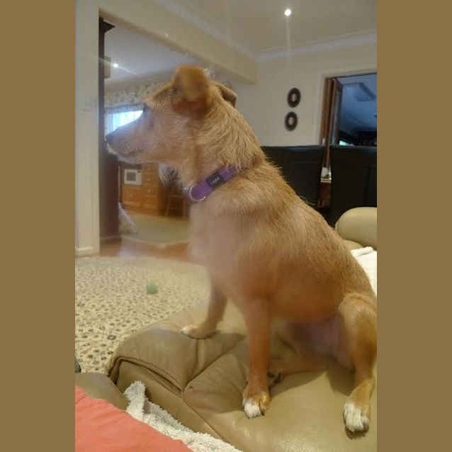 Photo of Cassie  .... Little Crazy  Mohawk Hairdo  Lady