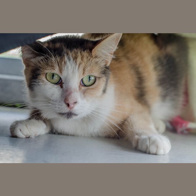 Photo of Princess