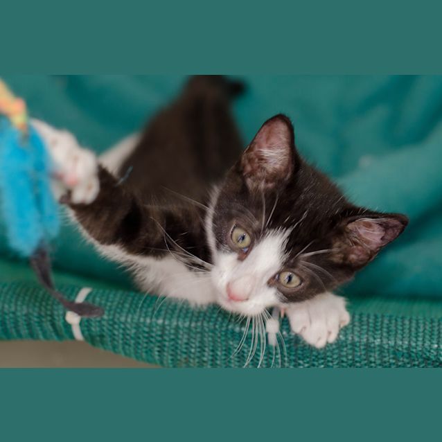 Photo of Indy