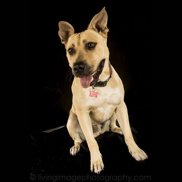 Photo of Bruce The Labrador X