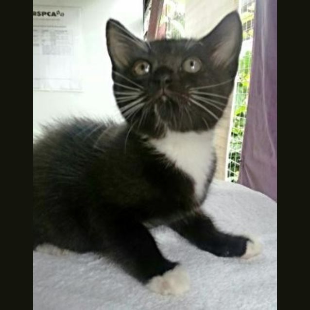 Photo of Cookie