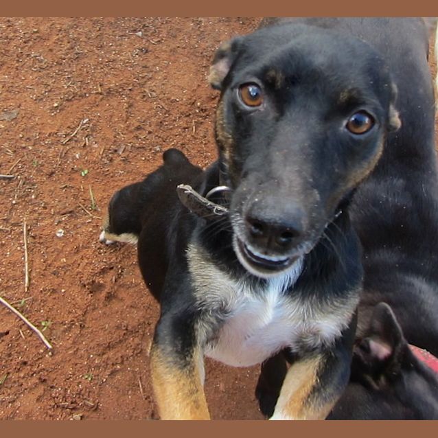 Photo of Pippin..Loves Cuddles, Housetrained