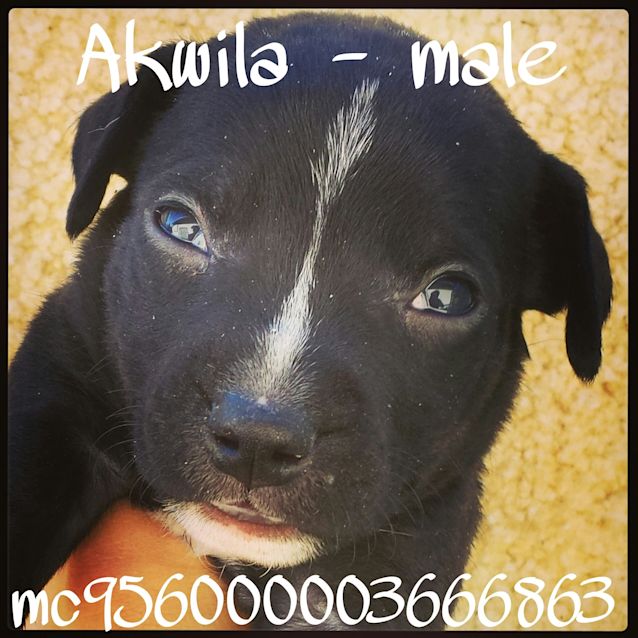 Photo of Akwila