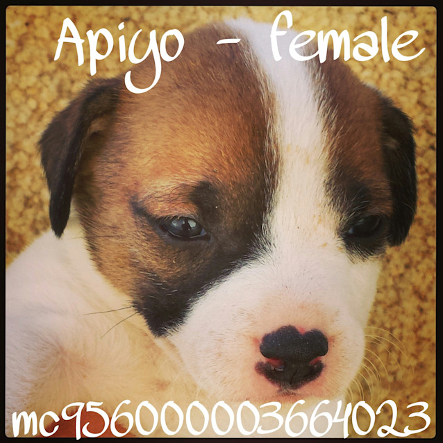 Photo of Apiyo