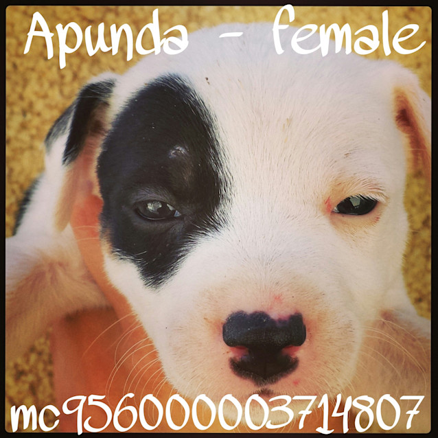 Photo of Apunda