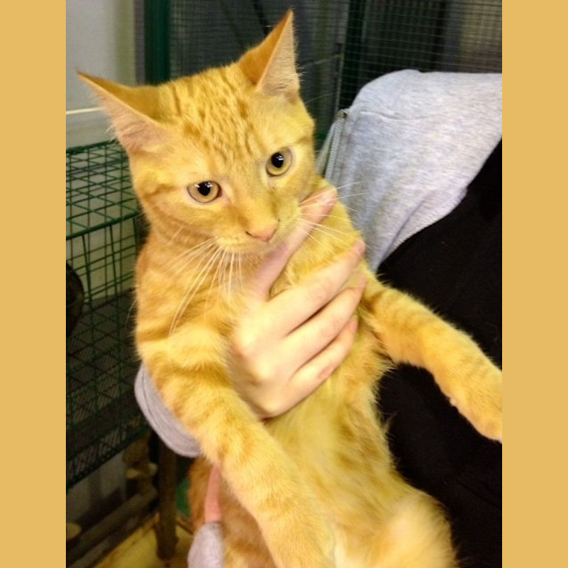 Photo of Milo (Squawks Pet Store)