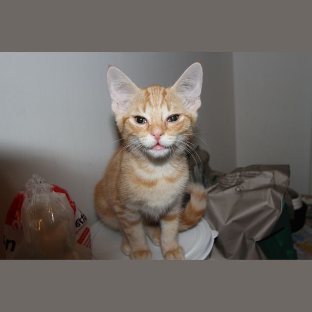 Photo of Pumbaa