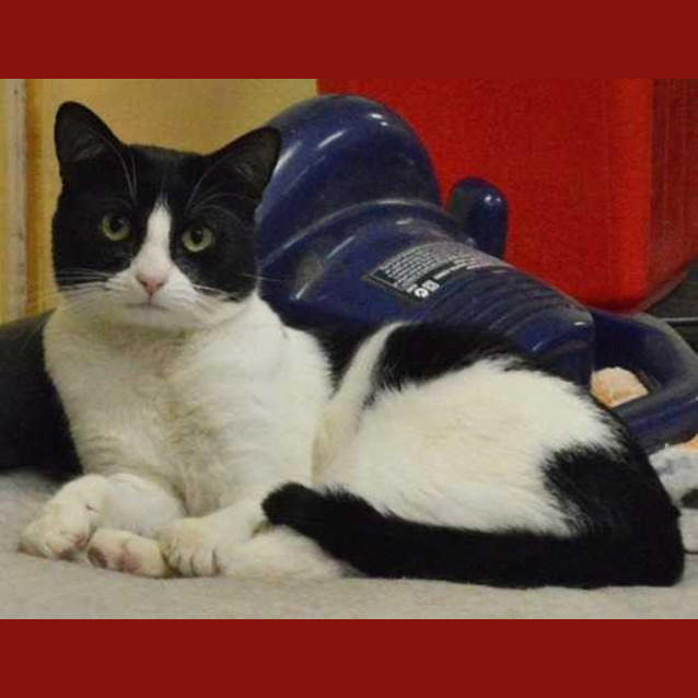 Photo of Bandit ~ Reduced Adoption Fee!!!
