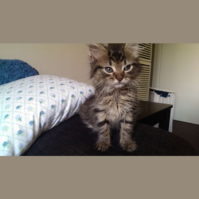 Photo of Dragonfly   Not Available Until Late April