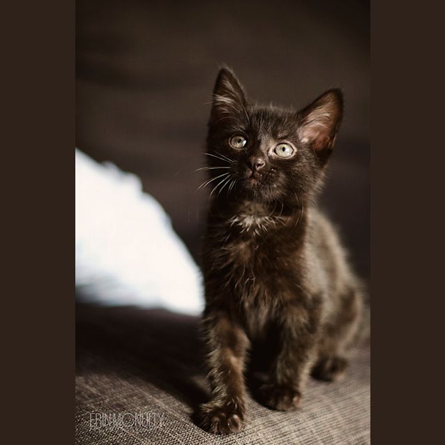 Photo of Bumblebee   Not Available Until Mid April