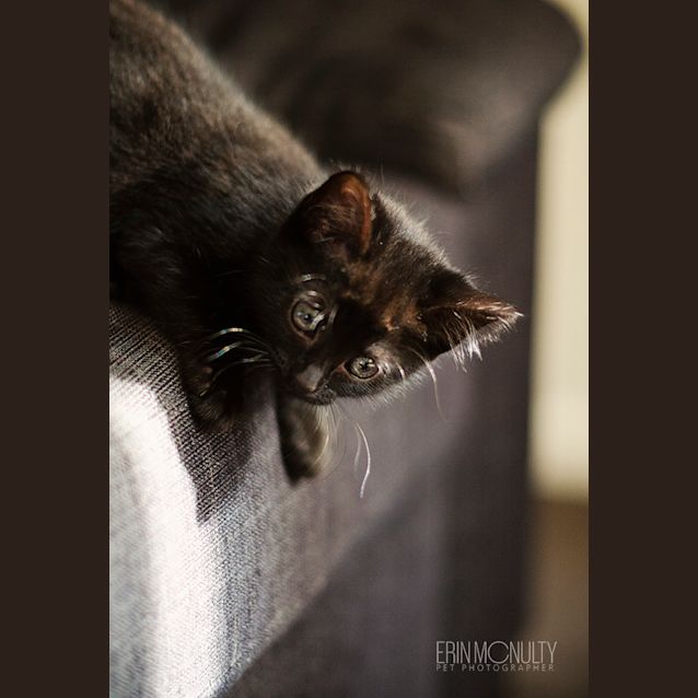 Photo of Bumblebee   Not Available Until Mid April