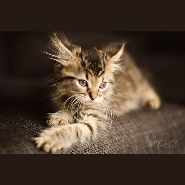 Photo of Dragonfly   Not Available Until Late April