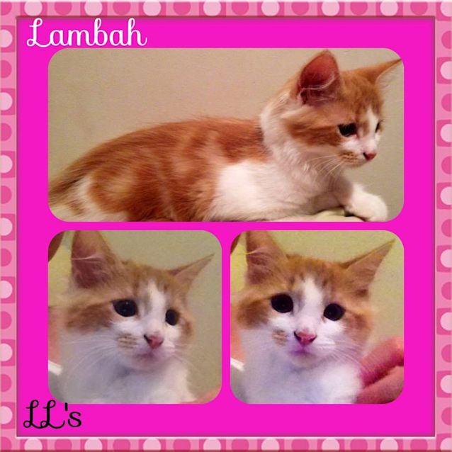 Photo of Lambah