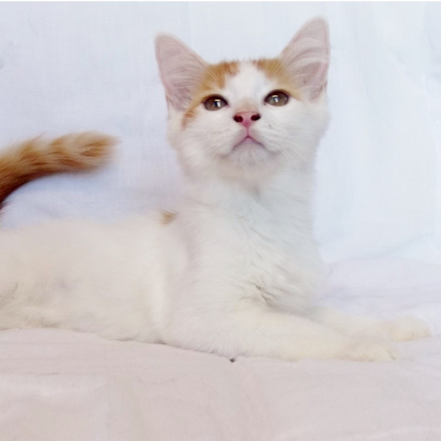 Photo of Pascal