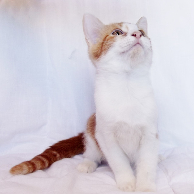 Photo of Gingerbread