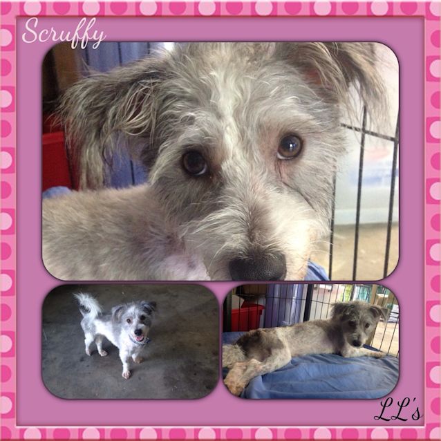 Photo of Scruffy