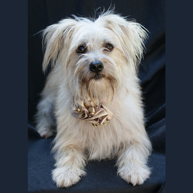 Photo of Gus