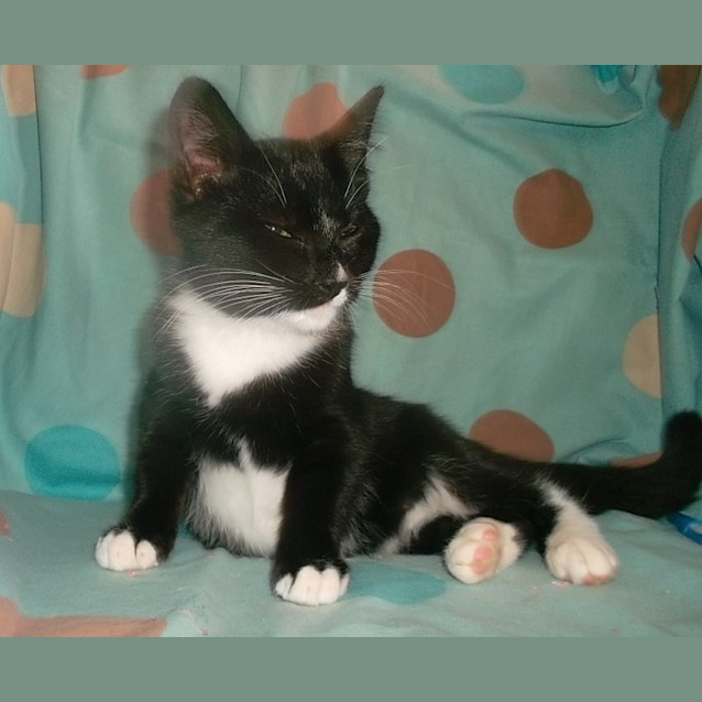 Photo of Tonto