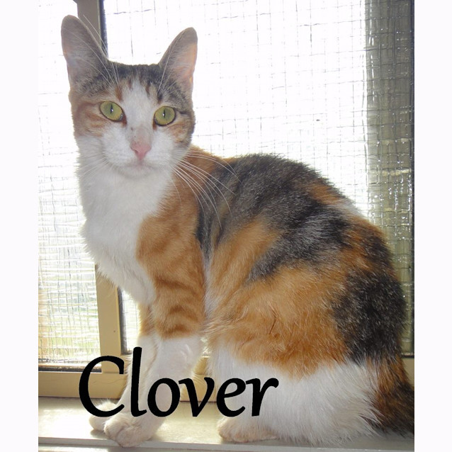 Photo of *** Reduced Adoption Fee*** Clover
