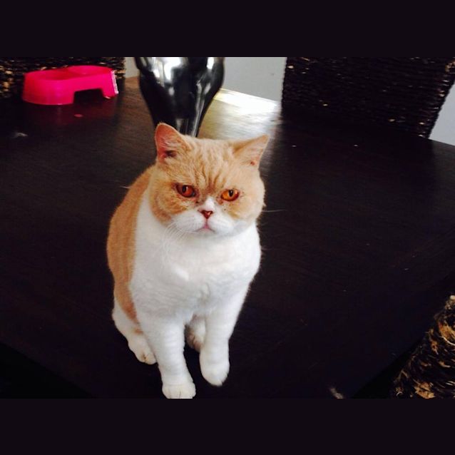 Photo of Marmi