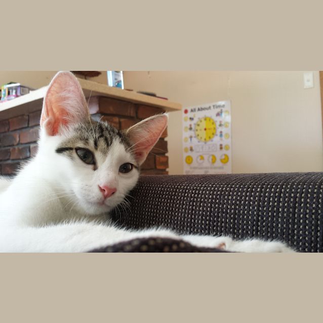 Photo of Shelby