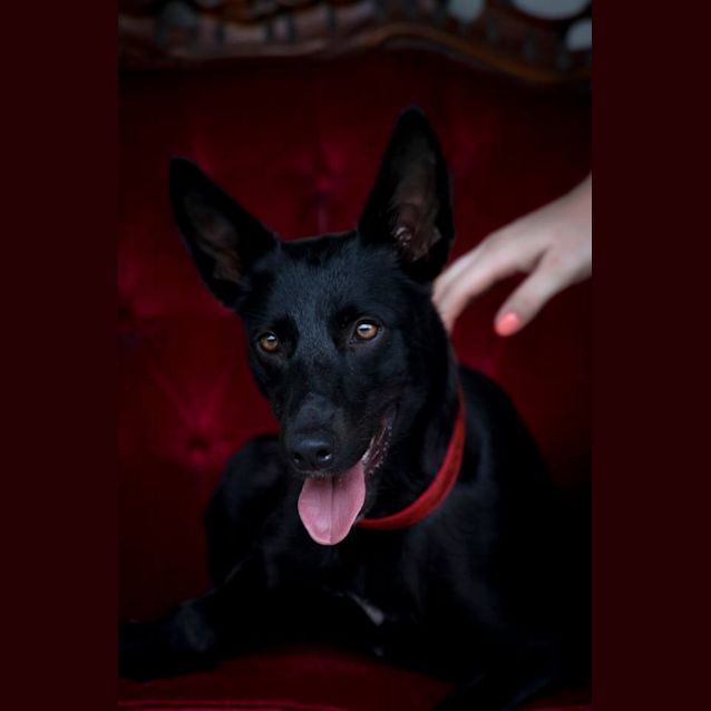 Photo of Jetta