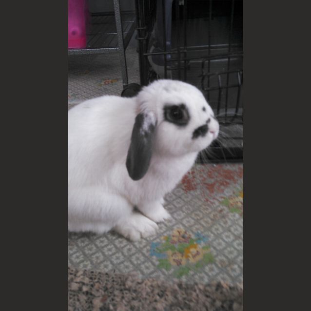 Photo of Poe
