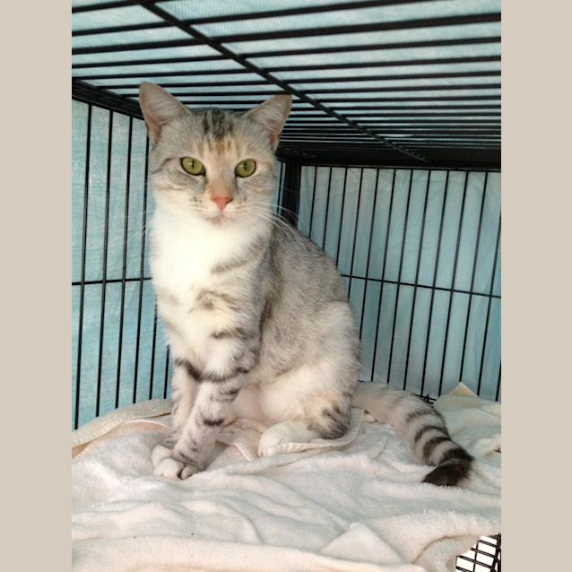 Photo of "Brooke"   Purrfect Match
