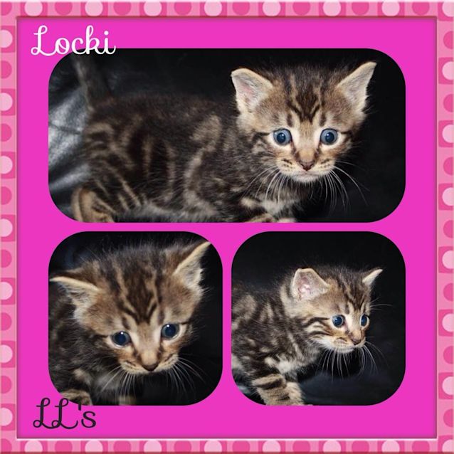 Photo of Locki