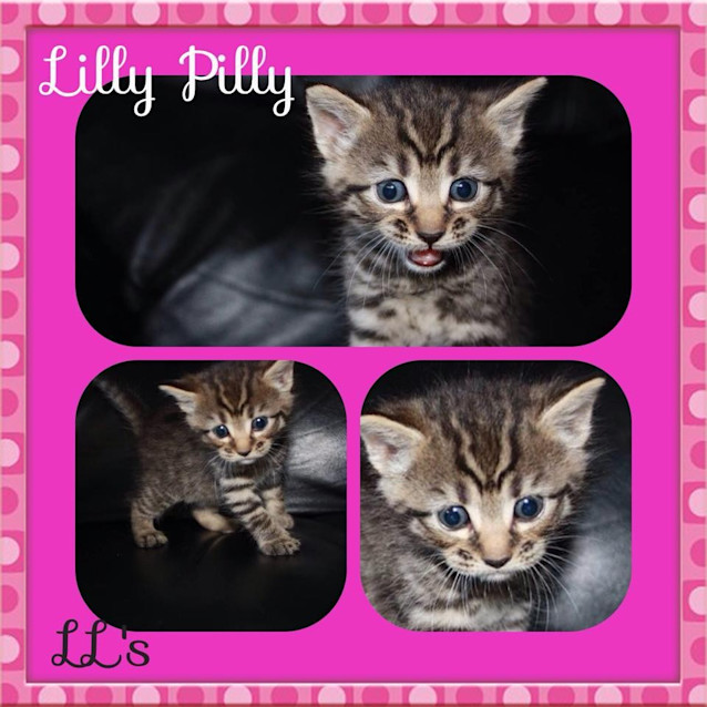 Photo of Lilly Pilly 