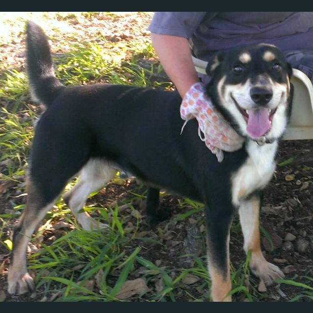 Photo of Chester (Adoption Pending)
