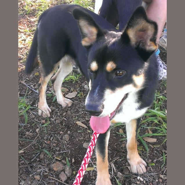 Photo of Chester (Adoption Pending)