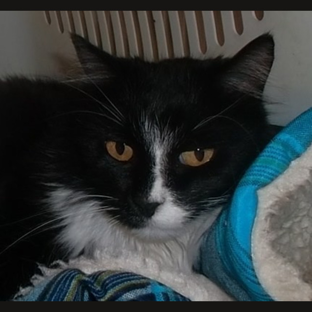 Photo of Elvie