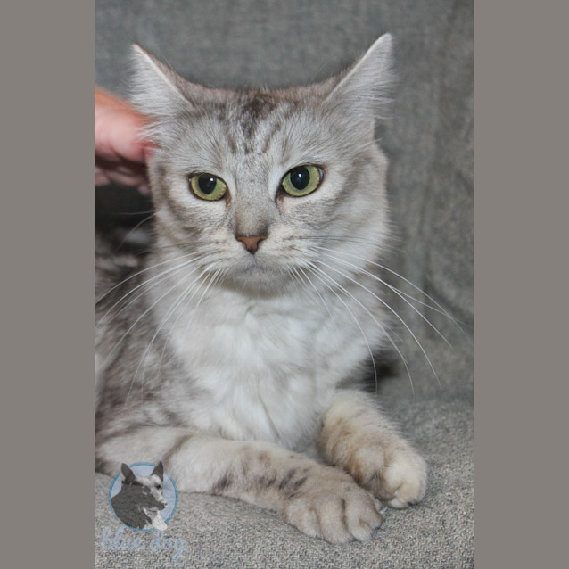 Photo of Crystal (C630