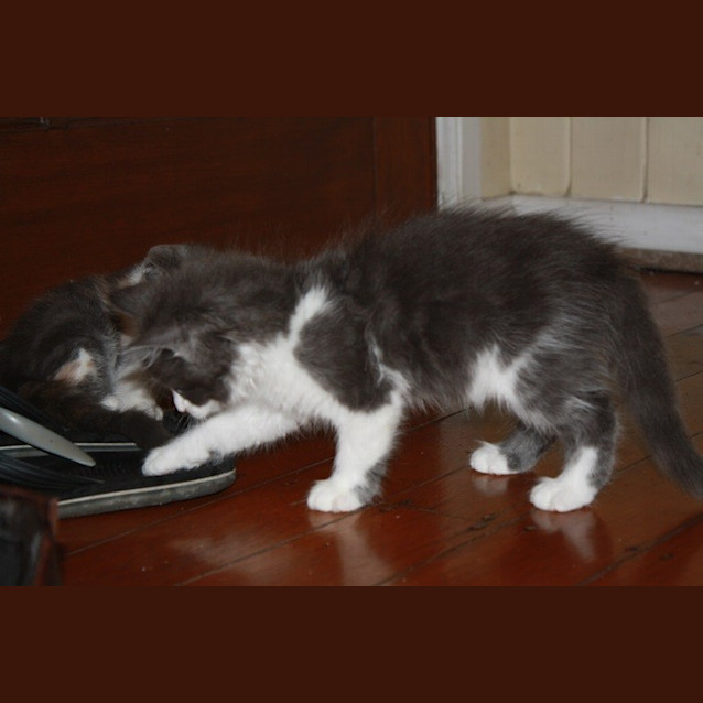 Photo of Marshmallow