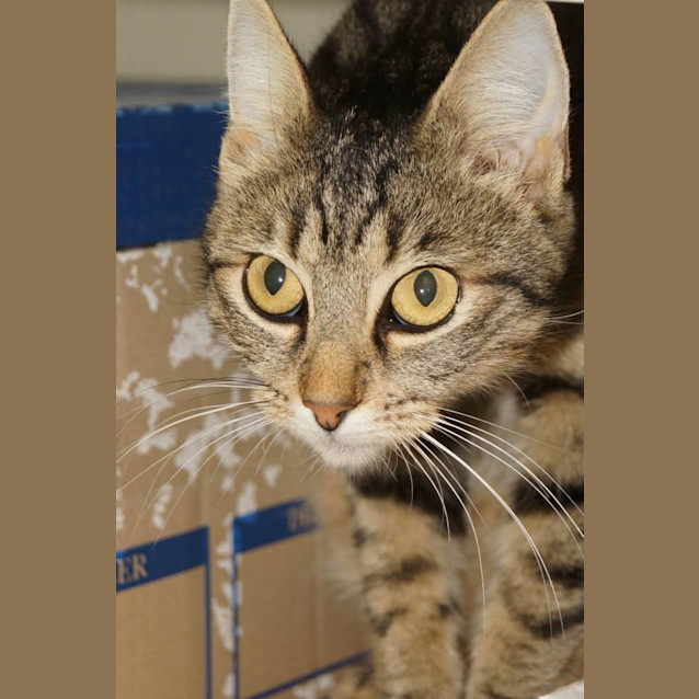 Photo of Elsa (C615) Reduced Adoption Fee