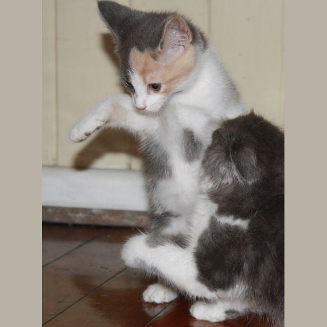 Photo of Neapolitan