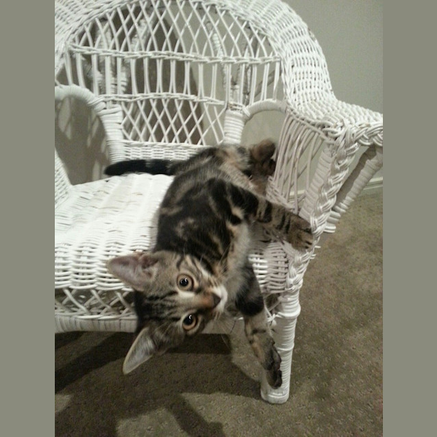 Photo of Daisy