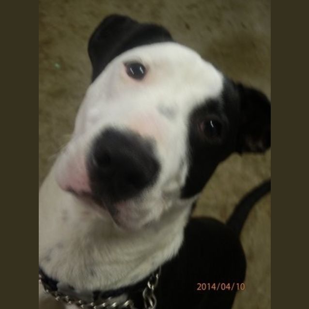 Photo of Kobi   Medium Sized Dog