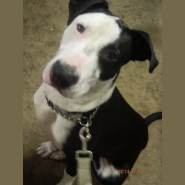 Photo of Kobi   Medium Sized Dog