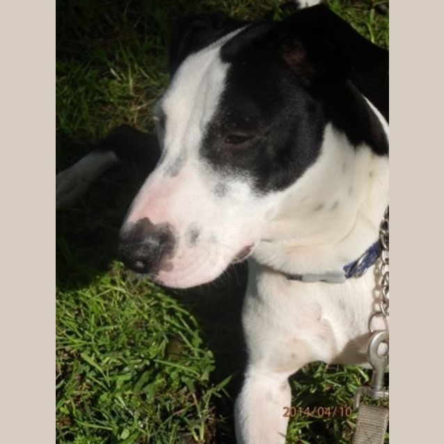 Photo of Kobi   Medium Sized Dog