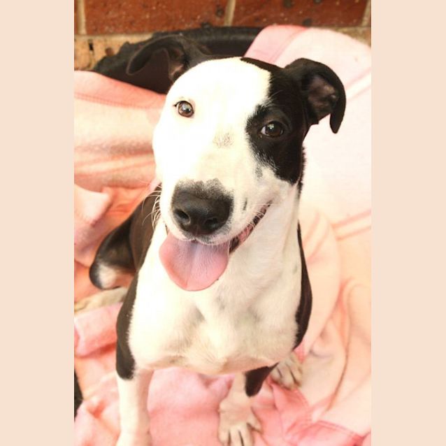 Photo of Kobi   Medium Sized Dog