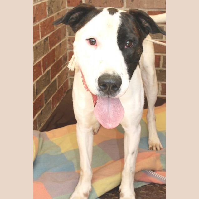 Photo of Kobi   Medium Sized Dog