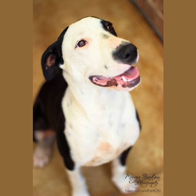 Photo of Kobi   Medium Sized Dog