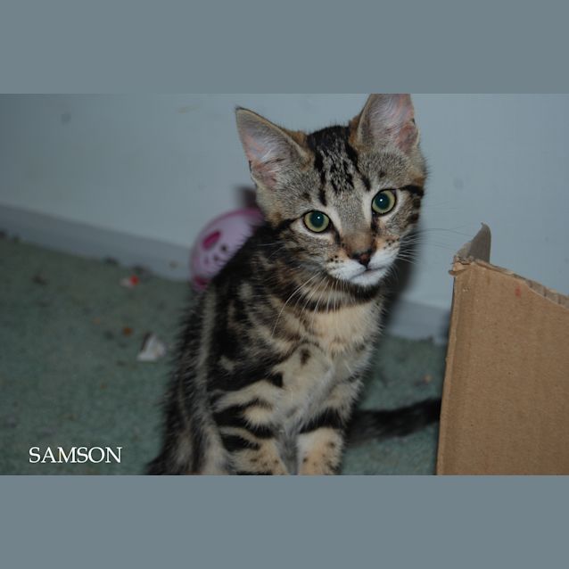 Photo of Samson