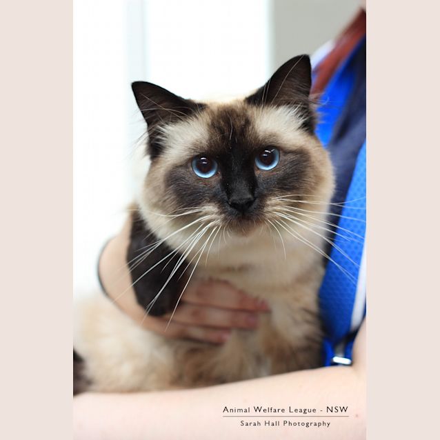 Photo of Milo